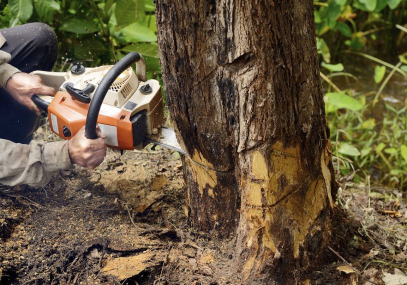 Tree Removal Denver v001