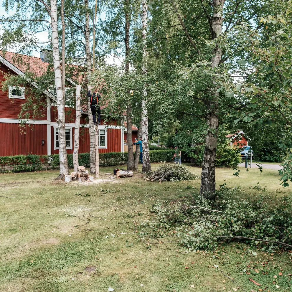 tradfallning i danderyd djursholm stocksund